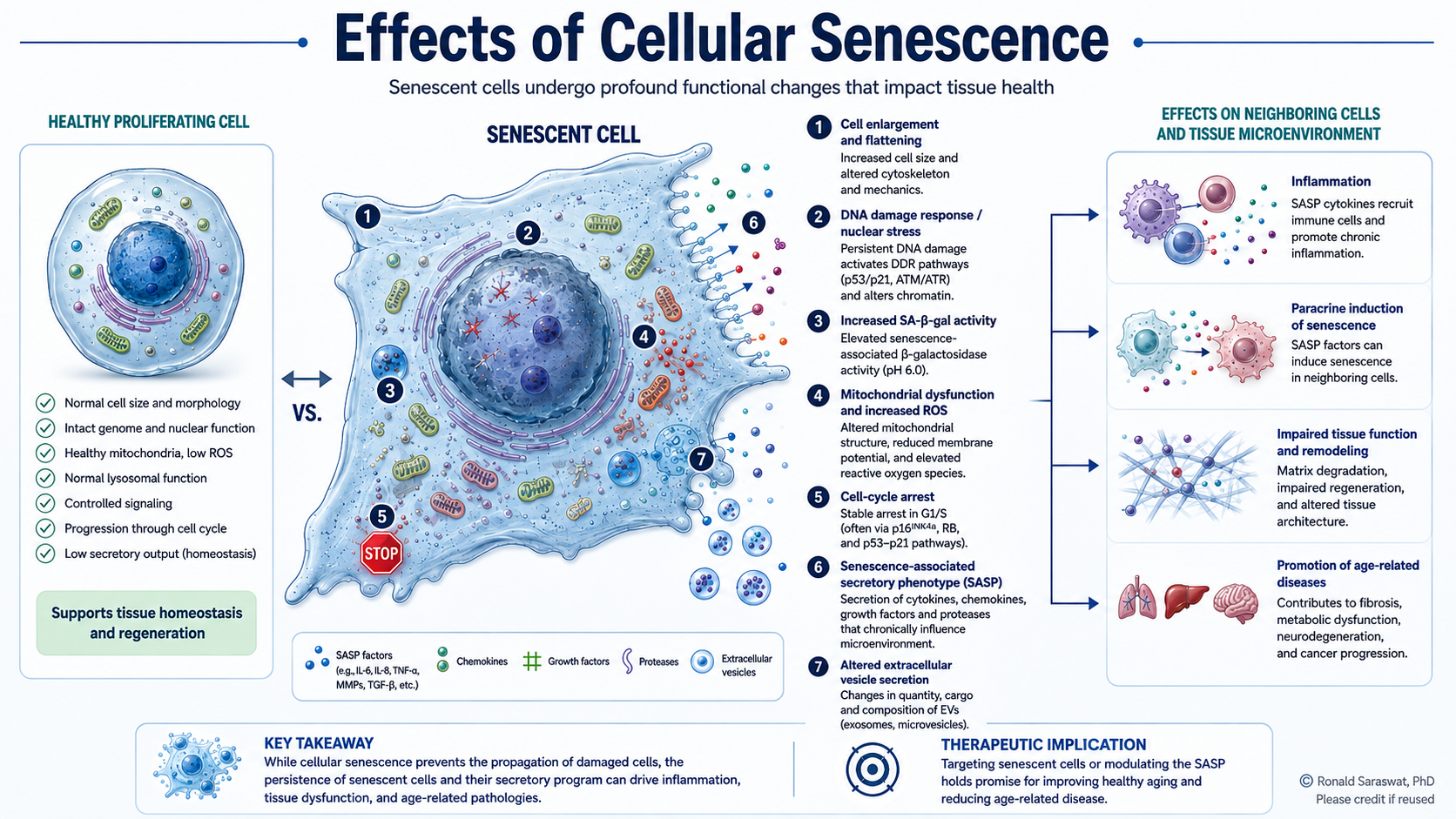 AI-assisted conceptual scientific illustration related to cellular senescence